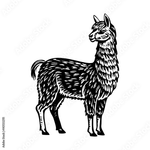 Lama pacos illustration in vintage style 