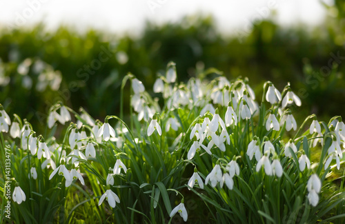 Common snowdrops (Galanthus nivalis) flowers in a field. Snowdrops bloom in the wild in the forest or garden in the spring. Backlight