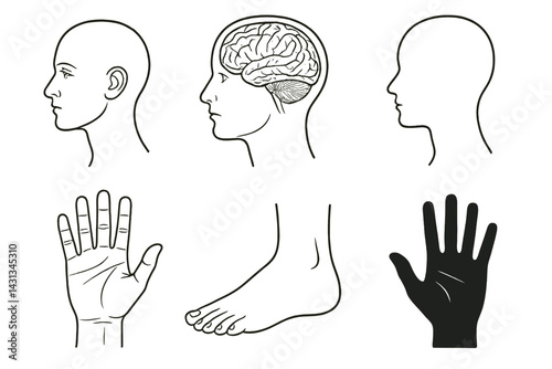 Illustration of human body parts including profile views of head, brain, hand, and foot in a clean icon set layout