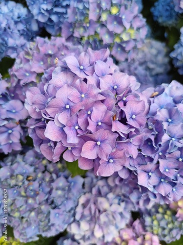 Pastel Purple Hydrangeas: A Dreamy Garden Display of Elegance and Serenity