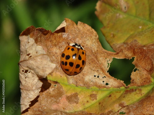 Harlequin ladybird beetle, also known as multicoloured Asian lady beetle, (Harmonia axyridis f. succinea) sitting on a dry leaf photo