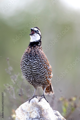 Northern Bobwhite quail