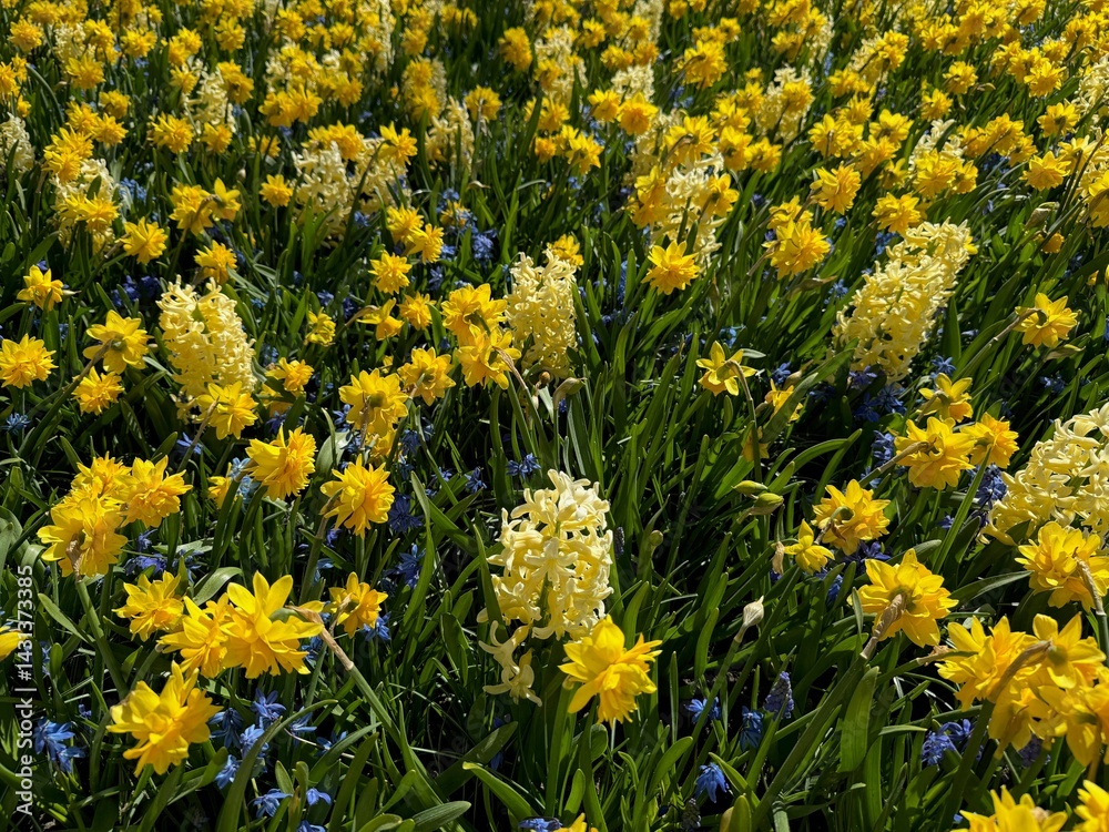 Obraz premium Different beautiful flowers growing outdoors in spring