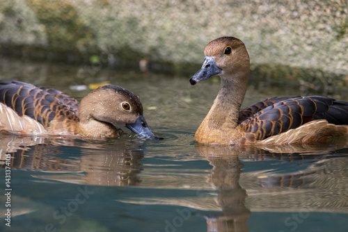 Cute Lesser whistling duck swimming Close up portraits
