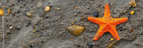 Obraz na płótnie Bright Orange Starfish Resting on a Sandy Seabed With Scattered Pebbles During Low Tide in a Coastal Environment Generative AI w salonie