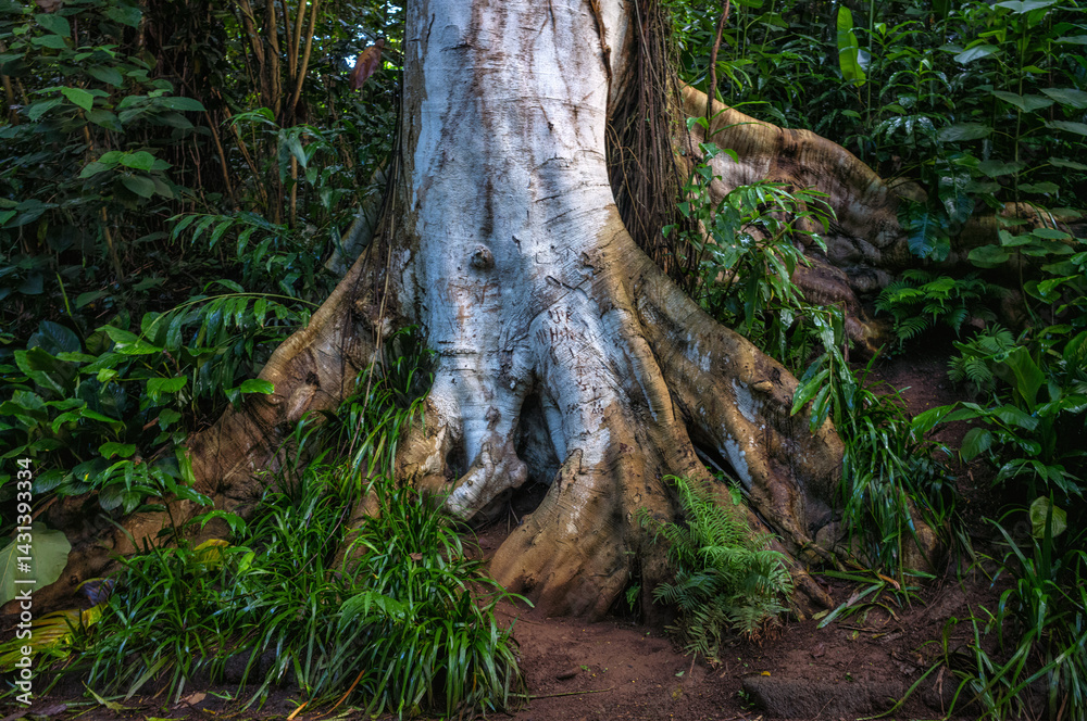 Obraz premium Silver and Tan Tree Trunk Surrounded by Green Tropical Plants in a Forest.