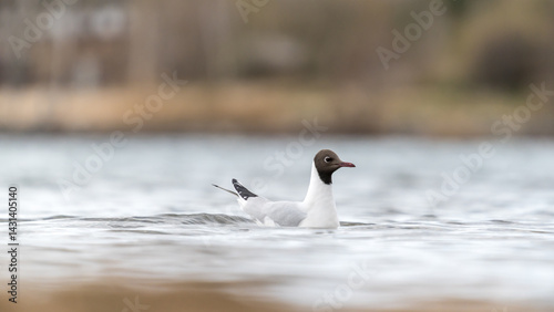 Eine Lachmöwe auf einem See