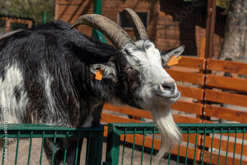 Cute black and white goat with horns