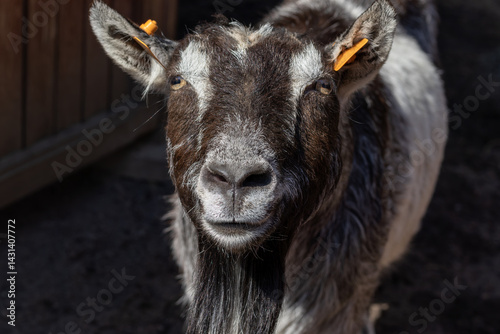 Close-up of a black domestic goat.