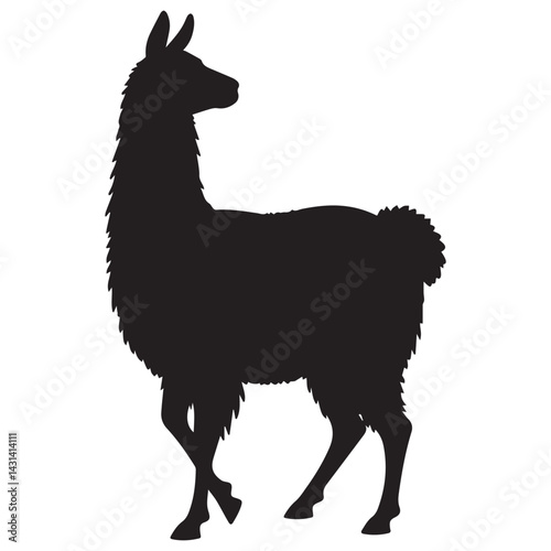 lama on white background