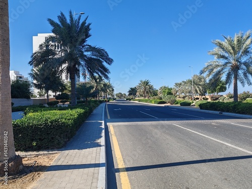 Photography Palm Tree, View of Palm tree with Blue SKY background, Date tree or Arabic palm