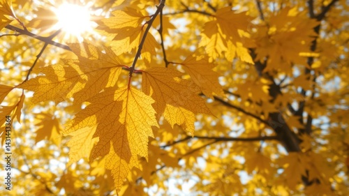 Bright Golden Autumn Leaves Glowing in Beautiful Nature Light