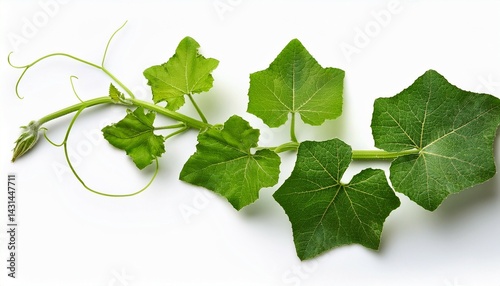 pumpkin leaves vine plant stem and tendri isolated on white background