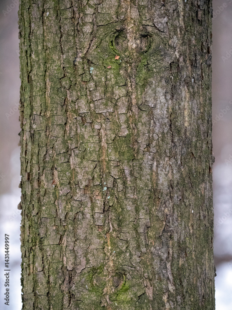Birch tree bark structure natural background background Birch tree bark structure natural background background