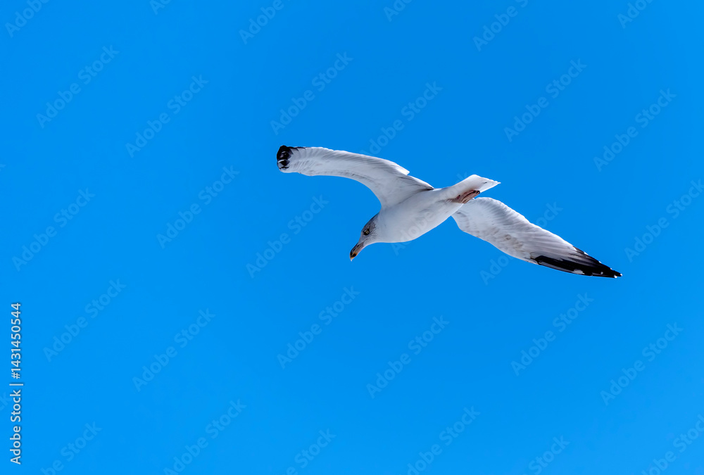 Obraz premium Seagull flying with blue sky background. sky and bird bottom up view landscape