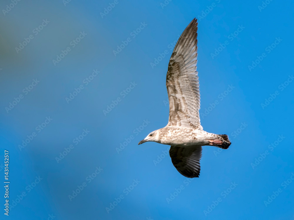 Obraz premium Seagull flying with blue sky background. sky and bird bottom up view landscape