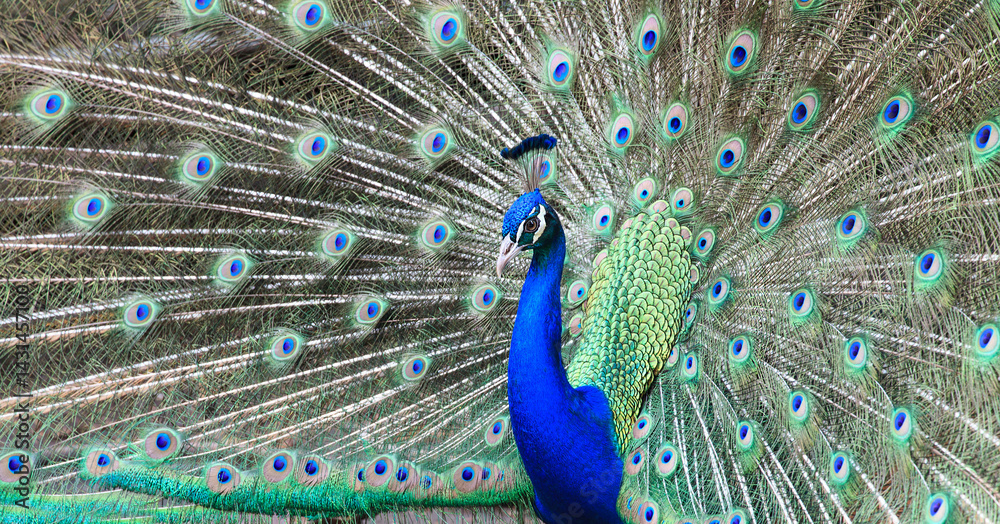 Obraz premium Close-up of beautiful peacock with feathers out
