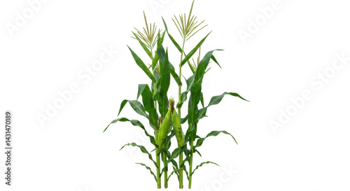 Tall green stalk with yellow blooms and cobs, a plant isolated on pure black background