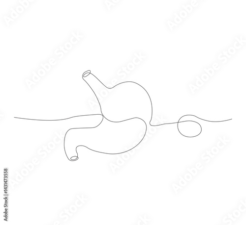 continuous line drawing of stomach, anatomy concept on minimalist white background. vector illustration