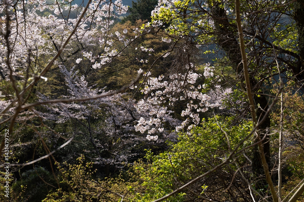 日本、京都、比叡山、春、桜、青空、花、写真素材 日本、京都、比叡山、春、桜、青空、花、写真素材