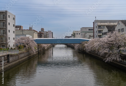 Photos 日本、大阪、城市、城東区、橋、春、青空、桜、建物、木、綠色、昭和、川