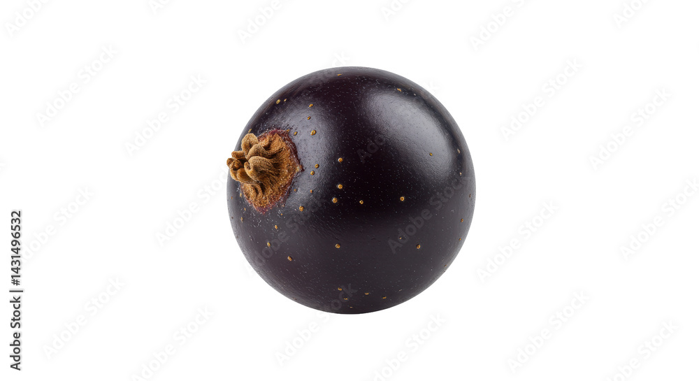 A single, ripe, dark purple berry with visible stem area, isolated on a stark black background A single, ripe, dark purple berry with visible stem area, isolated on a stark black background