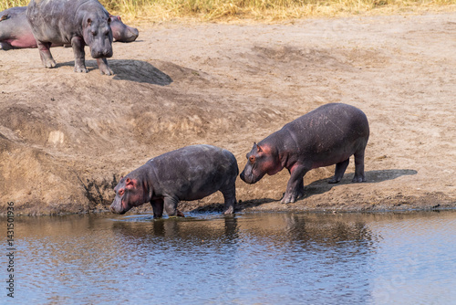 Telephoto of a group of hippopotami, Hippopotamus amphibius, resting ashore and reentering the water of a river in the Serengeti National Park, Tanzania photo