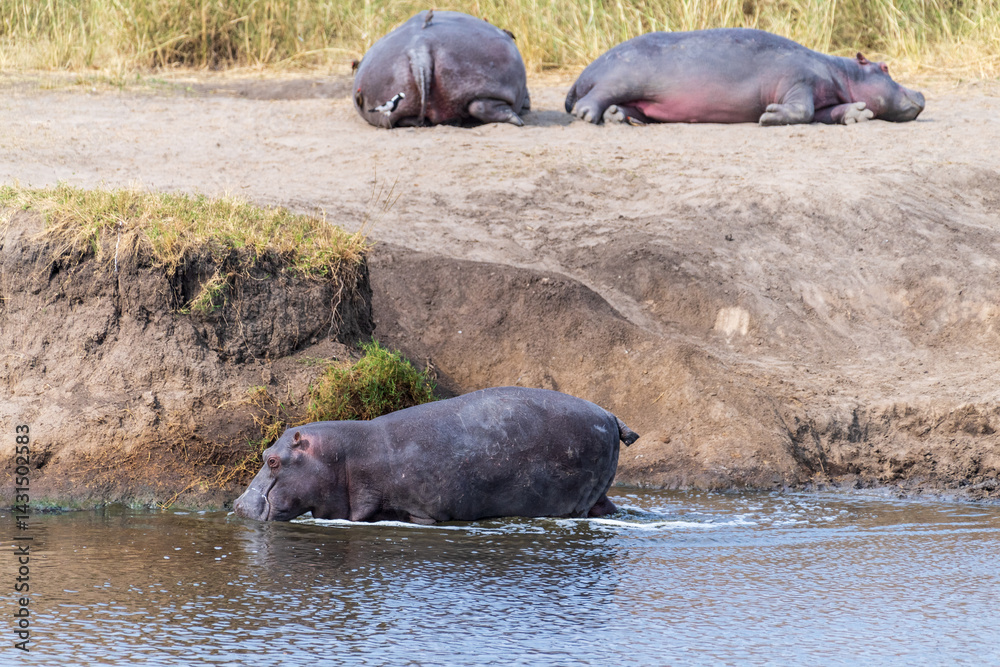 Telephoto of a group of hippopotami, Hippopotamus amphibius, resting ashore and reentering the water of a river in the Serengeti National Park, Tanzania