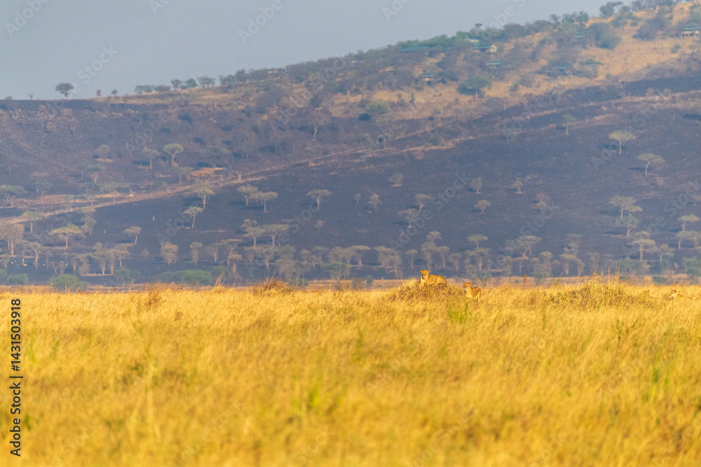 A pride of lions -Panthera Leo- in the golden light of the early morning in the Serengeti, Tanzania