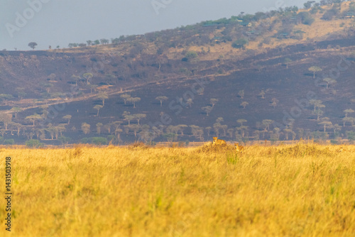 Obraz na płótnie A pride of lions -Panthera Leo- in the golden light of the early morning in the Serengeti, Tanzania w salonie