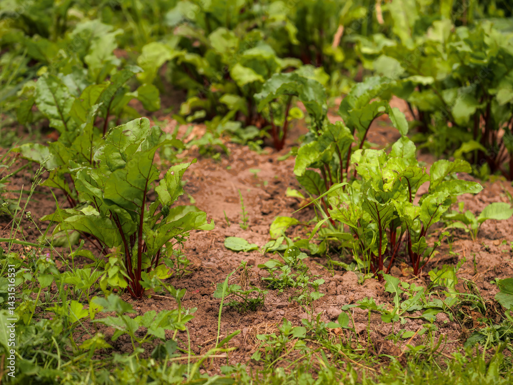 Obraz premium Growing organic fresh beetroot. Scene is one of growth and vitality. Natural product in brown soil. Cultivation of popular vegetable. Summer season. Farming and agriculture industry. Home garden.