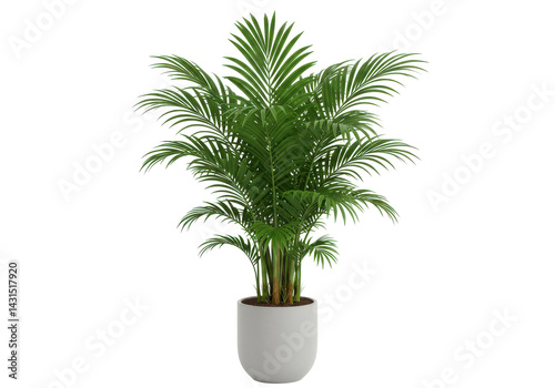 A vibrant areca palm thriving in a sleek white pot against a stark black backdrop