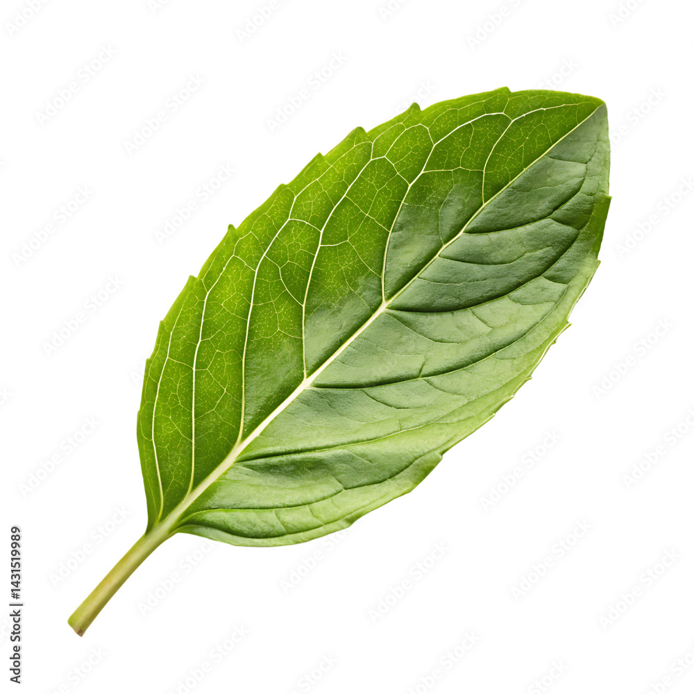 Obraz premium Holy basil leaf isolated on a transparent background