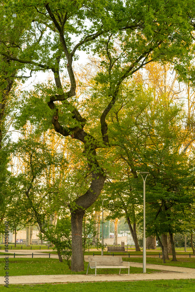Spring moments in City park of Budapest. Hungarian name is Varosliget. Amazing sunny day with bright lights. The branches of trees are green because many leaves are growing on it.