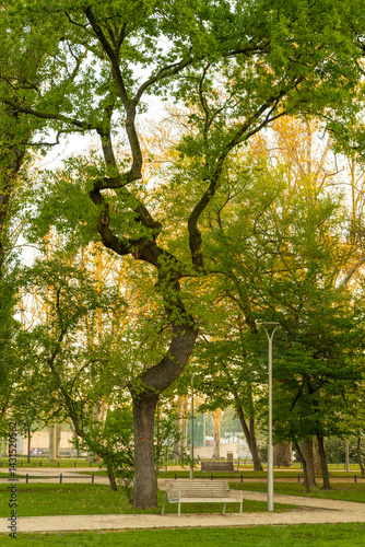 Obraz na płótnie Spring moments in City park of Budapest. Hungarian name is Varosliget. Amazing sunny day with bright lights. The branches of trees are green because many leaves are growing on it. w salonie