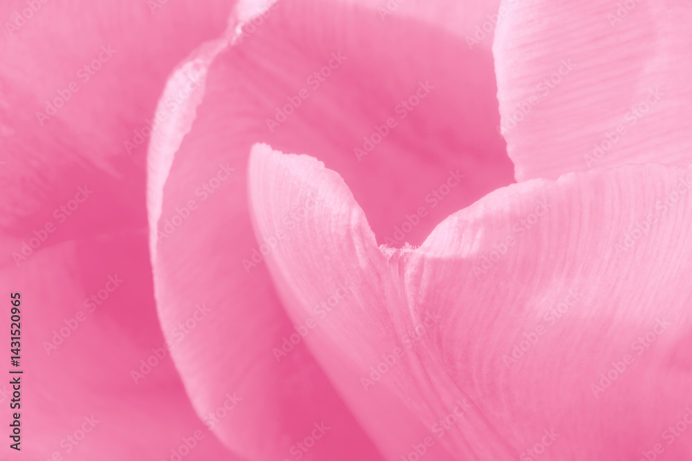 custom made wallpaper toronto digitalclose up of petals of pink tulip