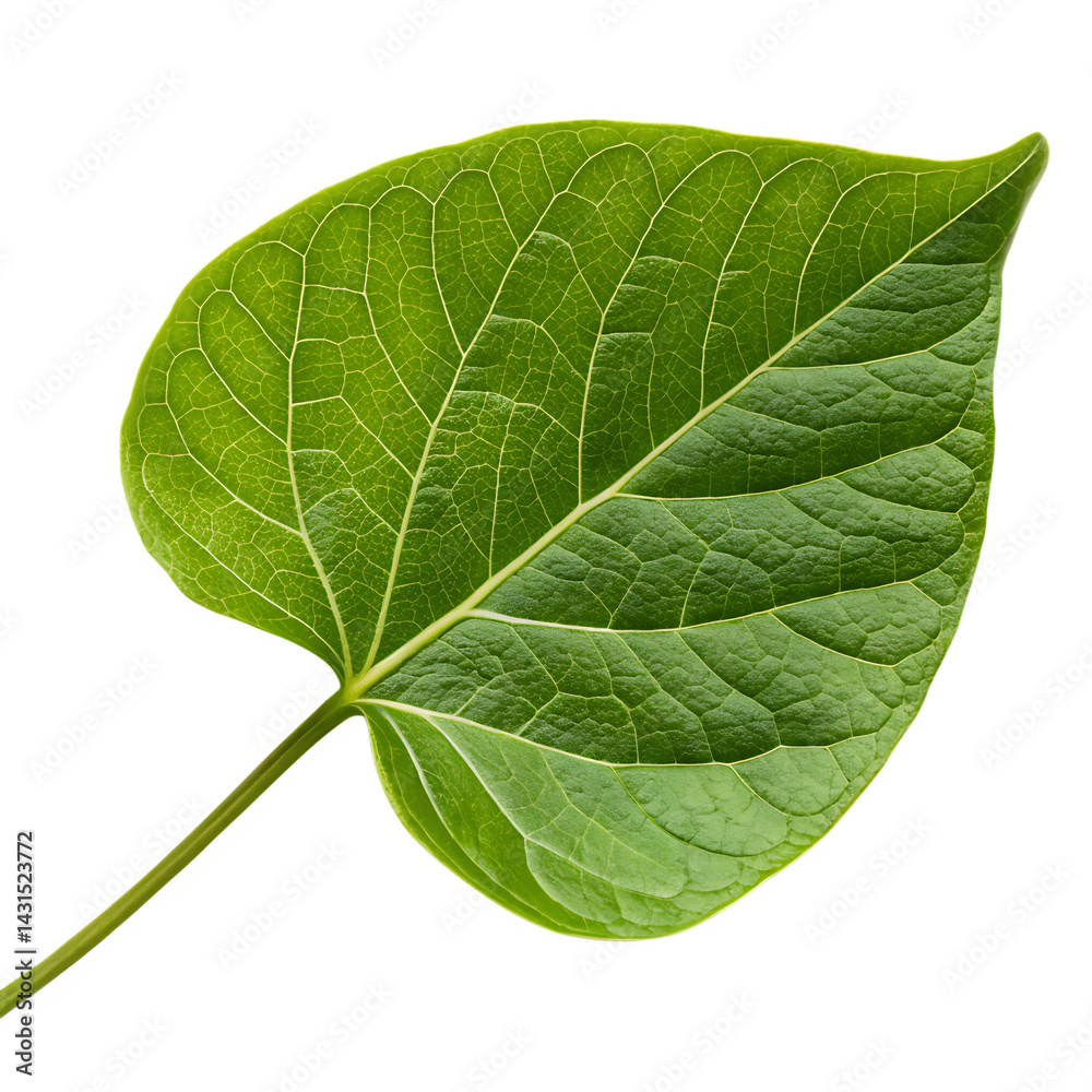 Obraz premium Moringa leaf isolated on a transparent background