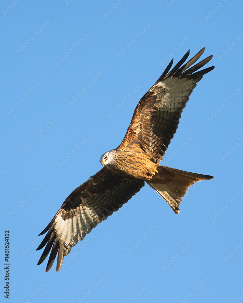 Obraz premium Red Kite (Milvus milvus)