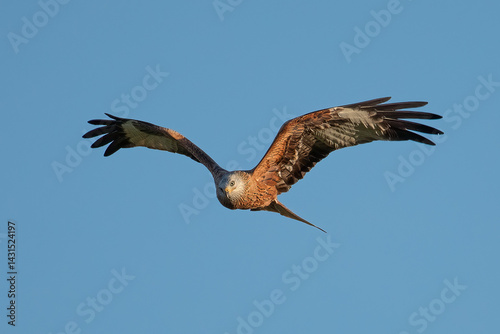 Red Kite (Milvus milvus)