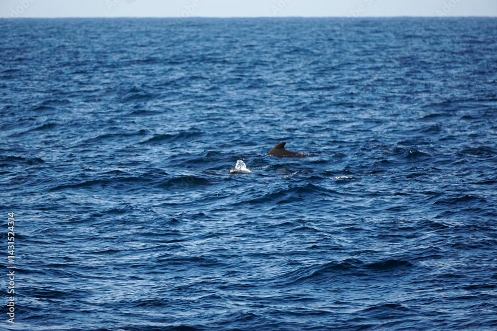 Fototapeta premium pilot whale in the indian ocean