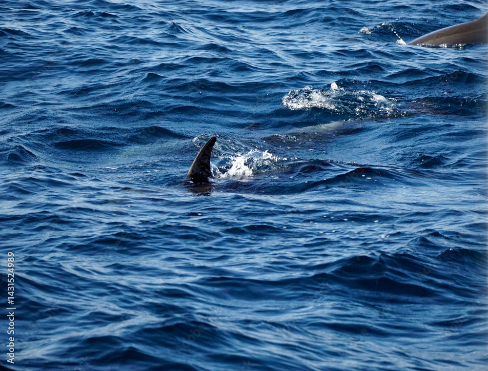 Fototapeta premium dolphin watching tour in mirissa