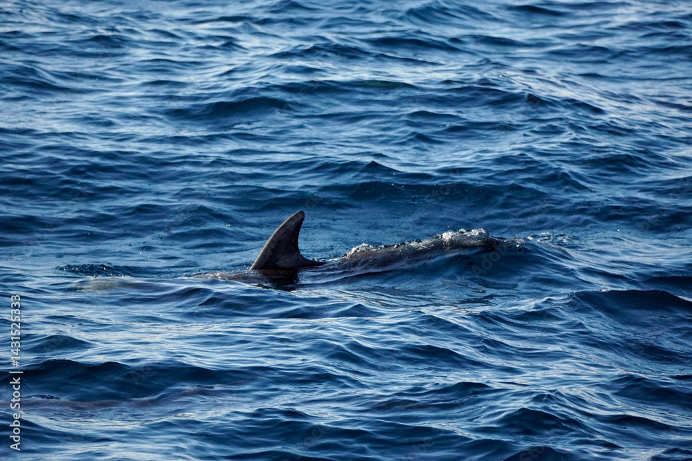 Fototapeta premium dolphin watching tour in mirissa