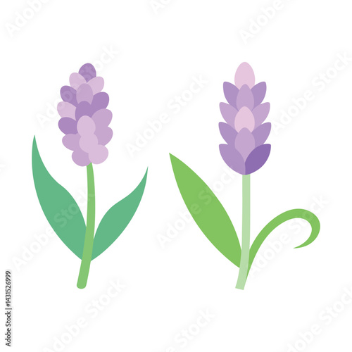 Set of Pastel hyacinth bloom in light purple vector art illustration