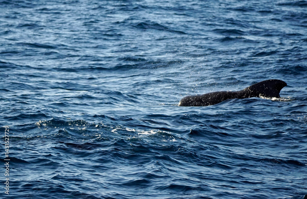 Obraz premium pilot whale in the indian ocean