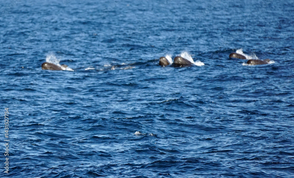 Fototapeta premium pilot whale in the indian ocean
