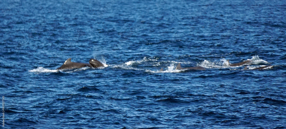 Fototapeta premium pilot whale in the indian ocean
