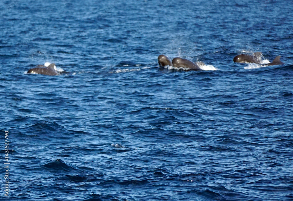 Fototapeta premium pilot whale in the indian ocean