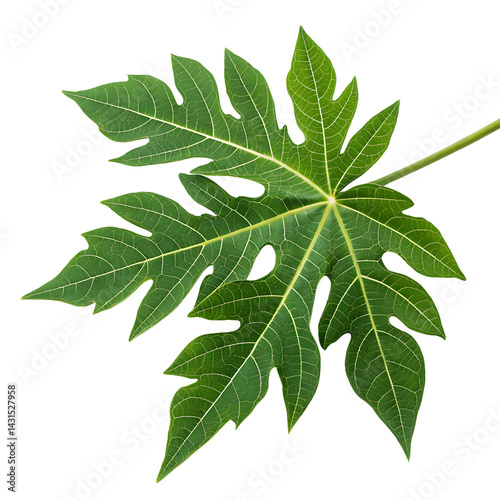 Papaya leaf isolated on a transparent background