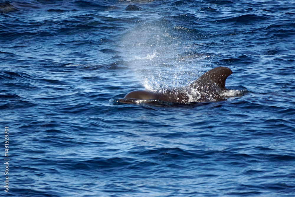 Fototapeta premium pilot whale in the indian ocean