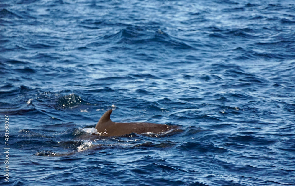 Fototapeta premium pilot whale in the indian ocean